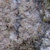 Enterographa sorediata